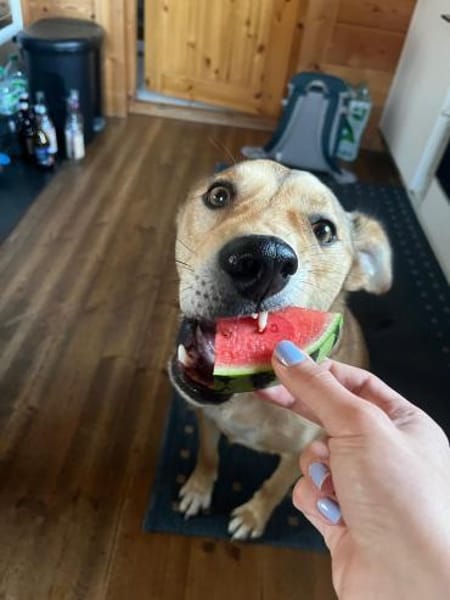 Zauberhafter Bunny sucht sein Zuhause