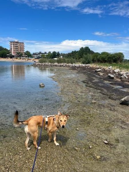 Zauberhafter Bunny sucht sein Zuhause