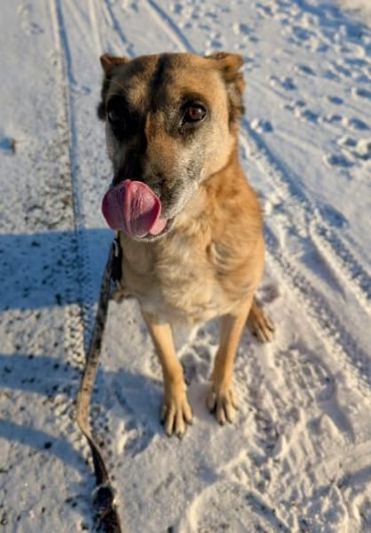 RUBY in 91616 Neusitz sucht ♥  🆘🆘🆘