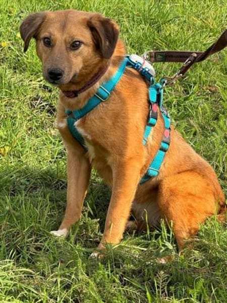 BECKY-hübsche,rehbraune Hündin,45 cm