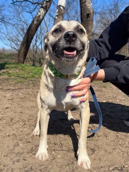 Nyüzsi, entspannter Herzenshund, ca. 2 J