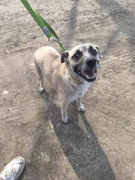 Nyüzsi, entspannter Herzenshund, ca. 2 J