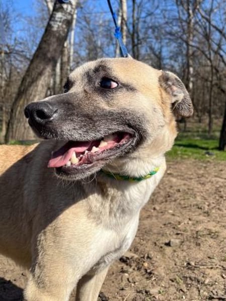 Nyüzsi, entspannter Herzenshund, ca. 2 J