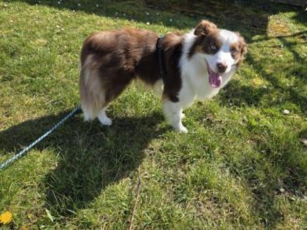 Der tolle Rüde Budy