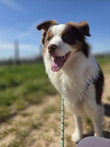 Der tolle Rüde Budy