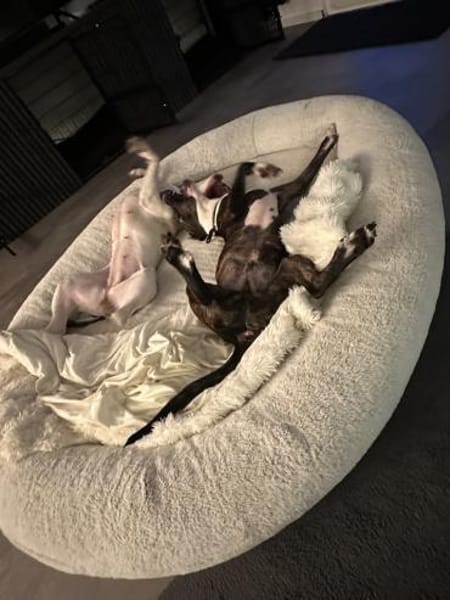 Joker - lebensfroher und herzlicher Rüde