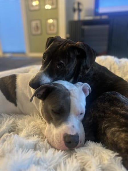 Joker - lebensfroher und herzlicher Rüde