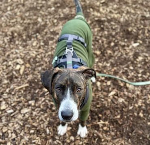 Joker - lebensfroher und herzlicher Rüde