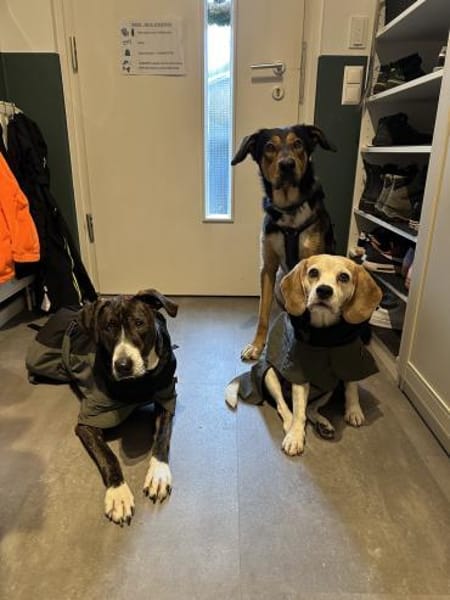 Joker - lebensfroher und herzlicher Rüde