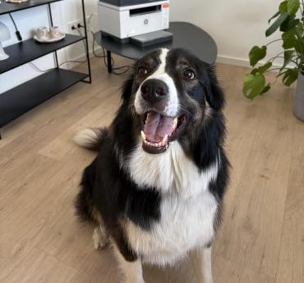 Boey sucht erfahrene, aktive Menschen