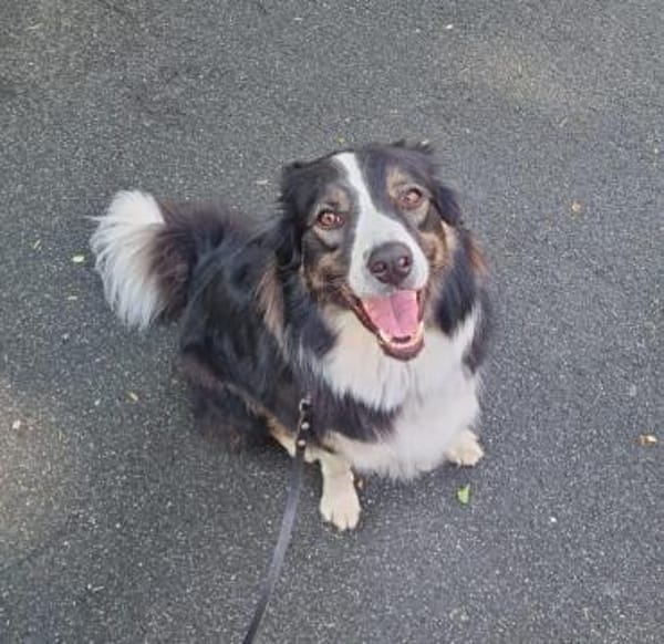 Boey sucht erfahrene, aktive Menschen