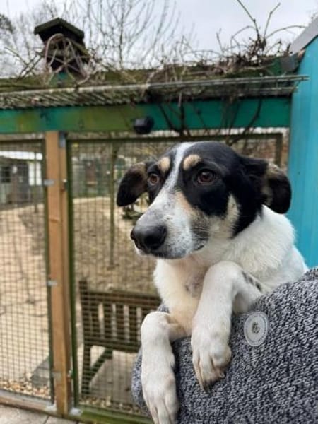 AMANDA-fröhliche,menschenbezogene Hündin