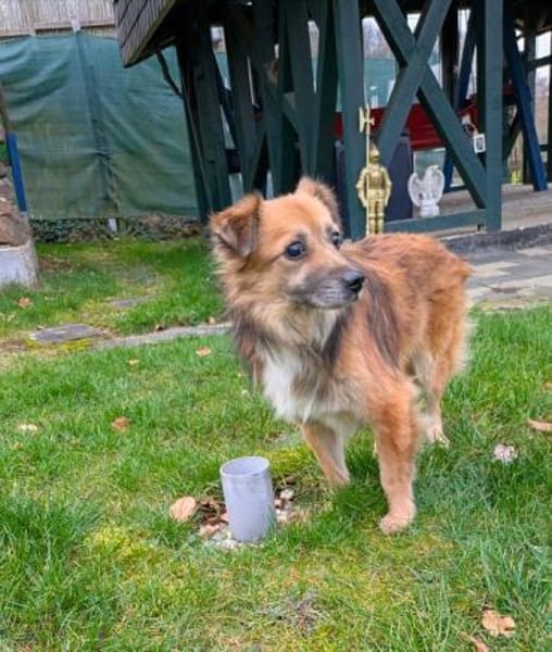 DIDRIK-hübscher Rüde-blinder Purzel-