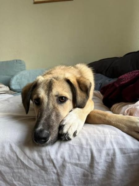 Miles - toller & junger Rüde auf PS