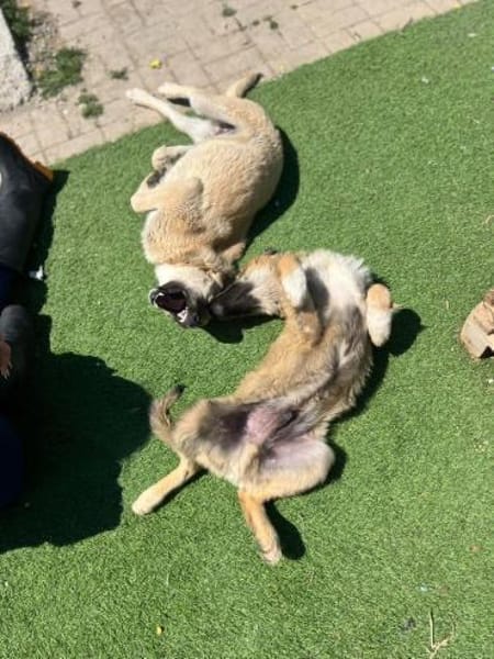 Miles - toller & junger Rüde auf PS