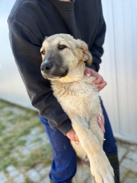 Miles - toller & junger Rüde auf PS