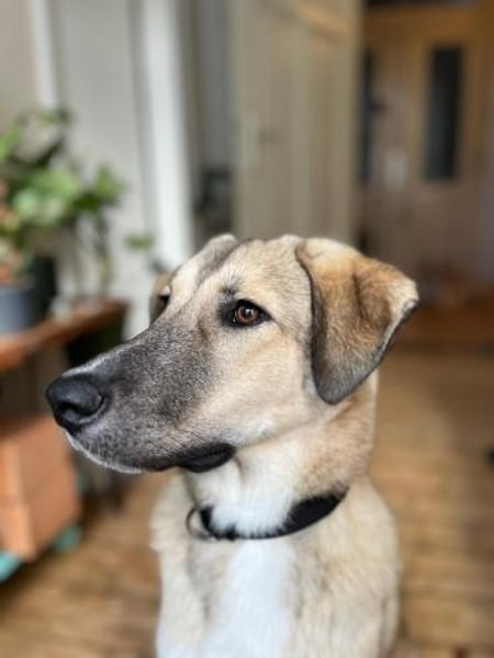 Miles - toller & junger Rüde auf PS