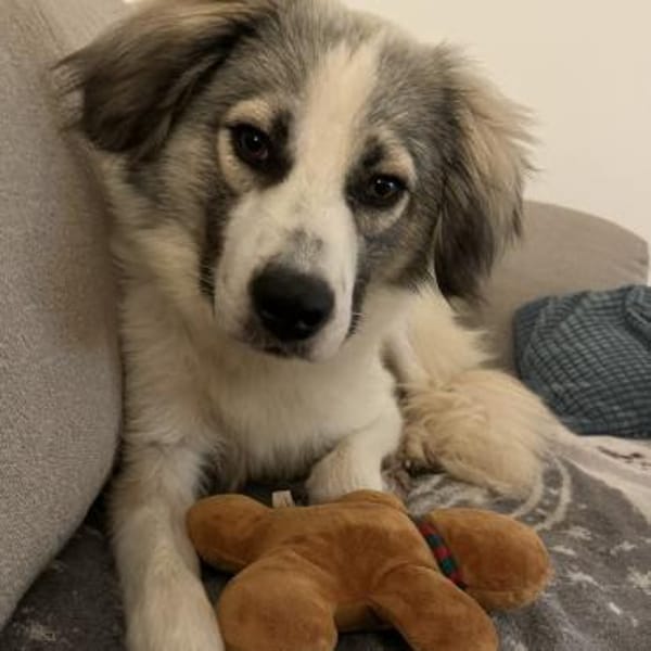 Willow - Zurückhaltender, toller Rüde