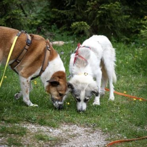 Willow - Zurückhaltender, toller Rüde