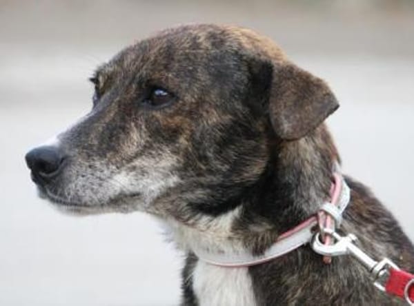 Ganya schließt man sofort ins Herz!