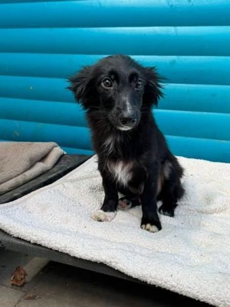 TOKIO-süßer, verspielter Welpen-Rüde,