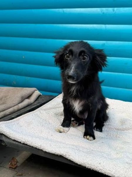 TOKIO-süßer, verspielter Welpen-Rüde,