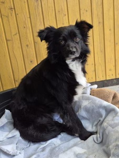 ZELDA-zauberhafte, hübsche Hündin,41cm