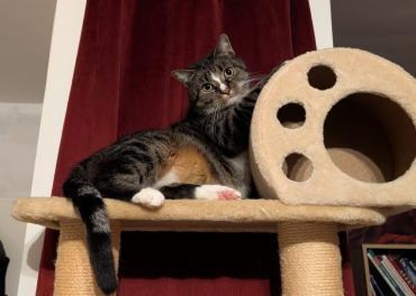 Sid sucht ein liebevolles Zuhause