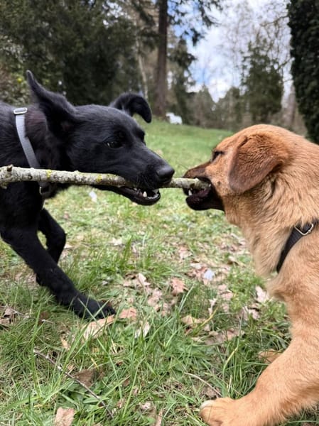 Livia wartet auf ihr Für-Immer Zuhause!