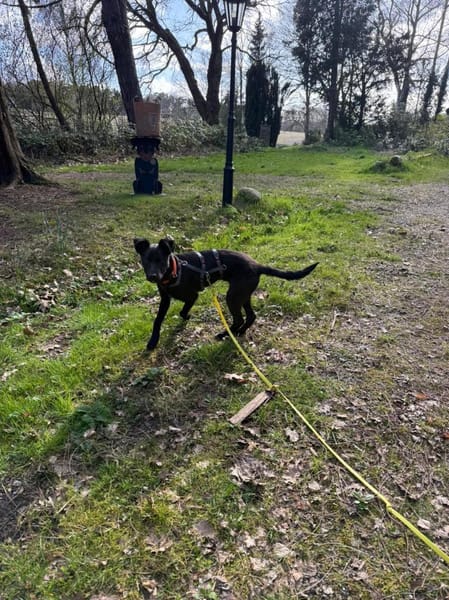 Livia wartet auf ihr Für-Immer Zuhause!