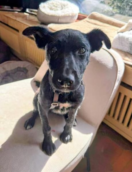 Livia wartet auf ihr Für-Immer Zuhause!