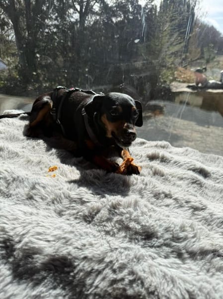 Mia wartet südlich von Hamburg!