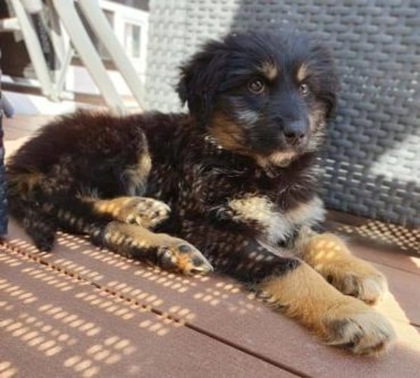 Welpenmädchen Cora auf PS in 92348