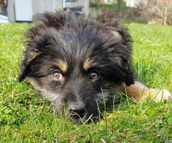 Welpenmädchen Cora auf PS in 92348