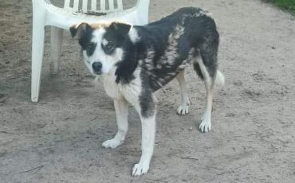 Wer hilft unserer Angsthündin Nukka ?