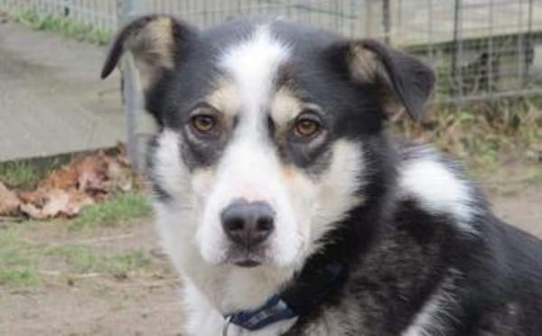 Wer hilft unserer Angsthündin Nukka ?