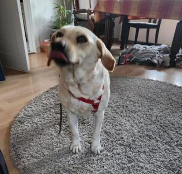 Tundra ist eine Traumhündin!