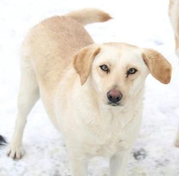 Tundra ist eine Traumhündin!