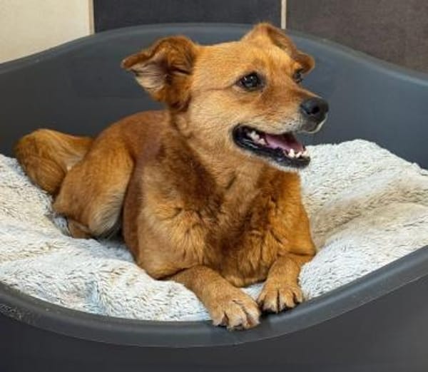 MARILOU-lebensfrohe, liebe Hündin, 40 cm