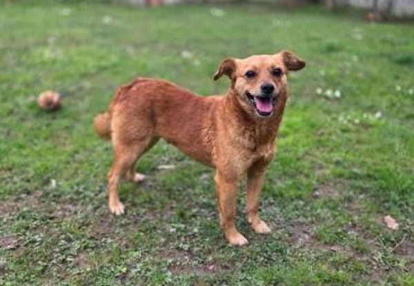 MARILOU-lebensfrohe, liebe Hündin, 40 cm