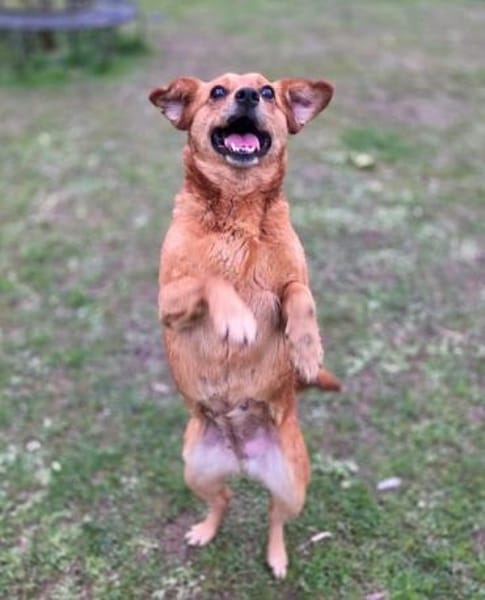 MARILOU-lebensfrohe, liebe Hündin, 40 cm