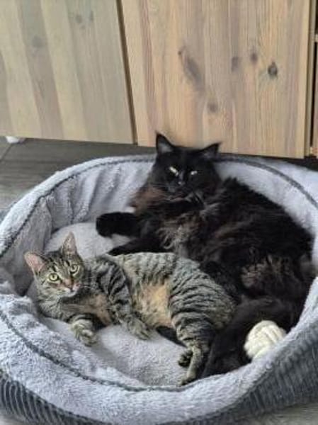 Gnadenplatz für scheue Milly gesucht