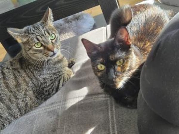 Gnadenplatz für scheue Milly gesucht