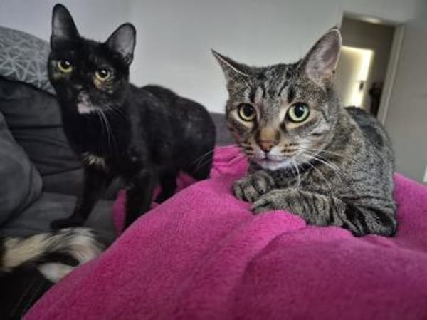 Gnadenplatz für scheue Milly gesucht