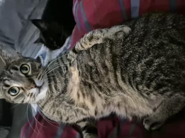 Gnadenplatz für scheue Milly gesucht