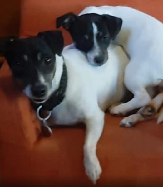 Stella - Aktive Jack Russell-Dame