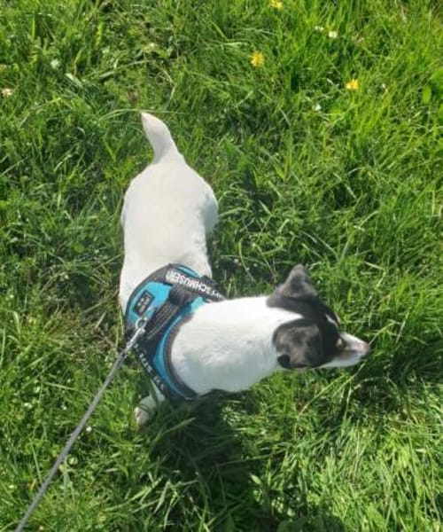 Stella - Aktive Jack Russell-Dame