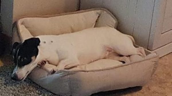 Stella - Aktive Jack Russell-Dame