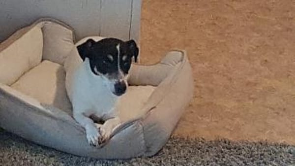 Stella - Aktive Jack Russell-Dame