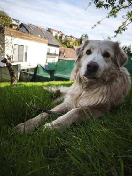 Golden Retriever Raffi sucht ein Zuhause